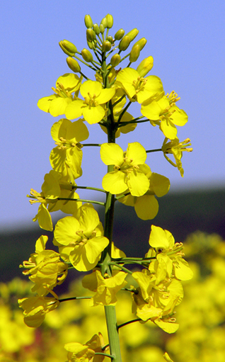 Canola | Center For Crop Diversification